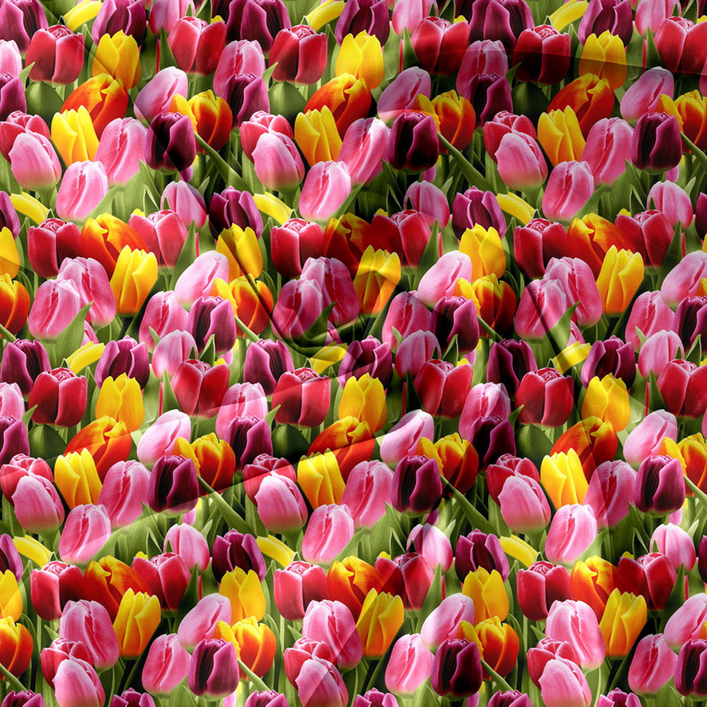 Pościel tulipany